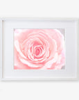 A framed Pink Rose Print, 'Pink and Shabby' by Offley Green, displaying a delicate pink rose in bloom, centered and prominently displayed against a soft white background, on archival photographic paper in a simple white frame.
