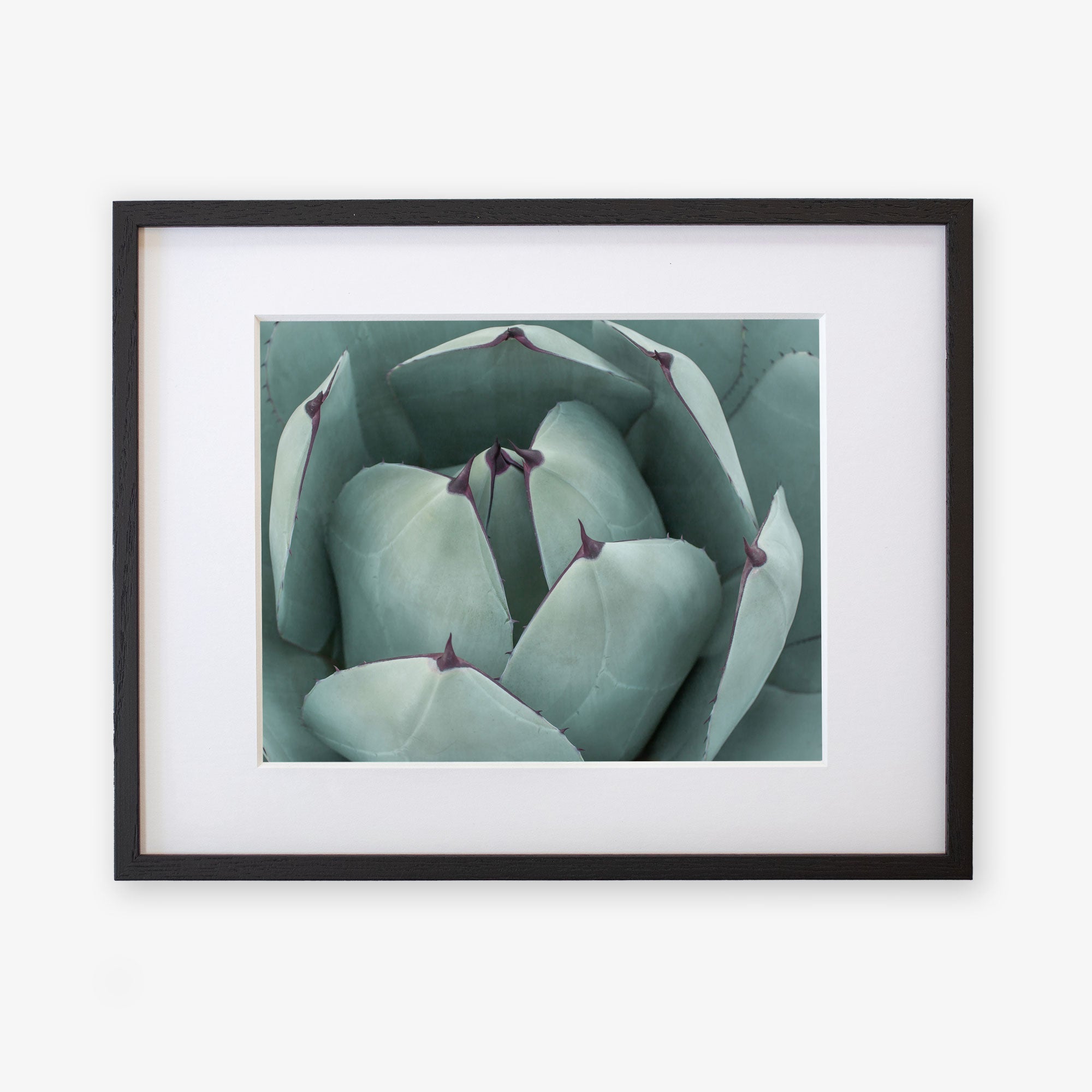 Framed photograph of a Abstract Teal Green Botanical Print &#39;Teal Petals&#39; by Offley Green, featuring thick, green leaves with purple tips, printed on archival photographic paper and displayed against a simple white background.