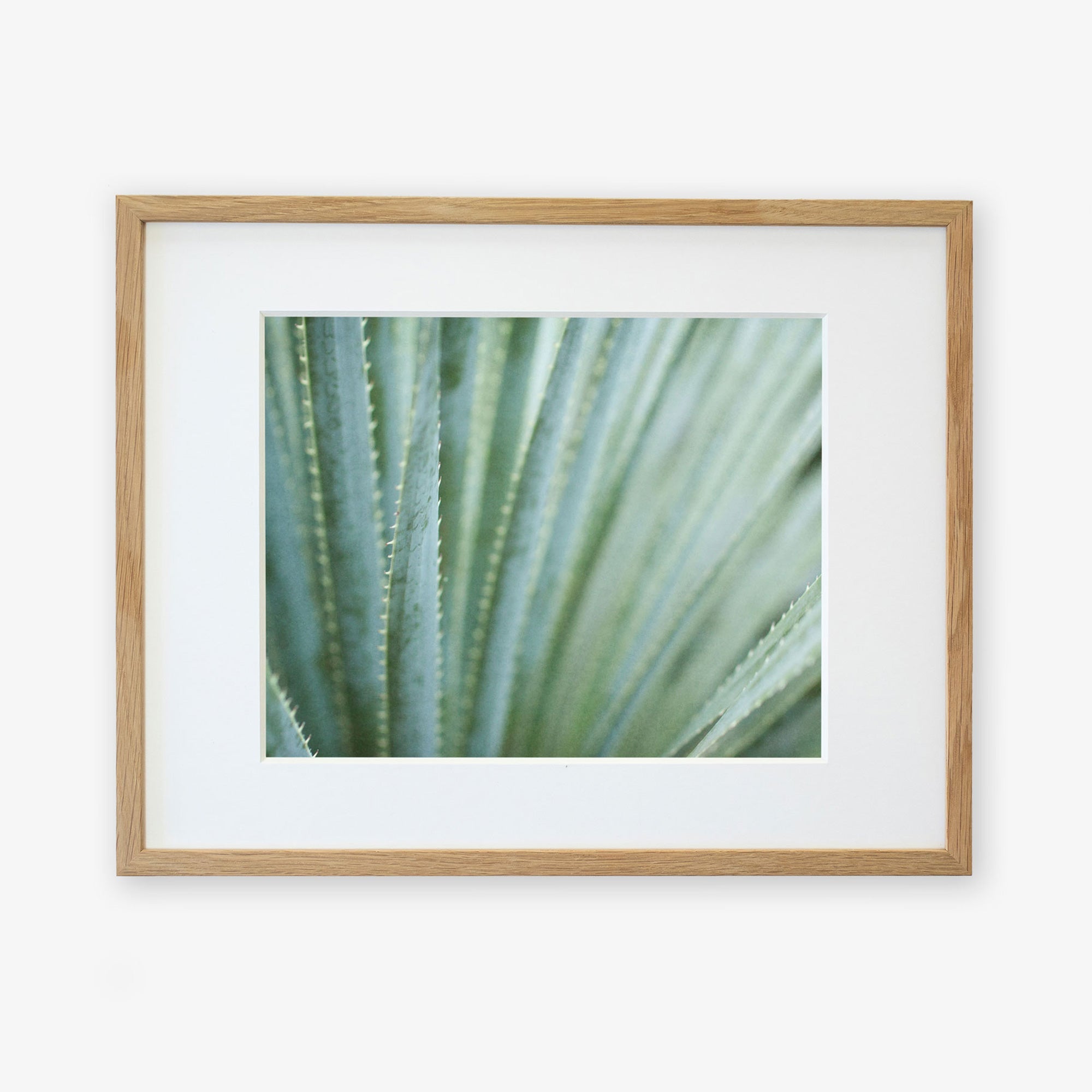 A framed photograph of close-up green agave plant leaves with sharp edges and pointed tips, displayed against a white background. The wooden frame is simple and light-colored. This desert plants photography is printed on Offley Green&#39;s Abstract Green Botanical Print, &#39;Strands and Spikes&#39;.