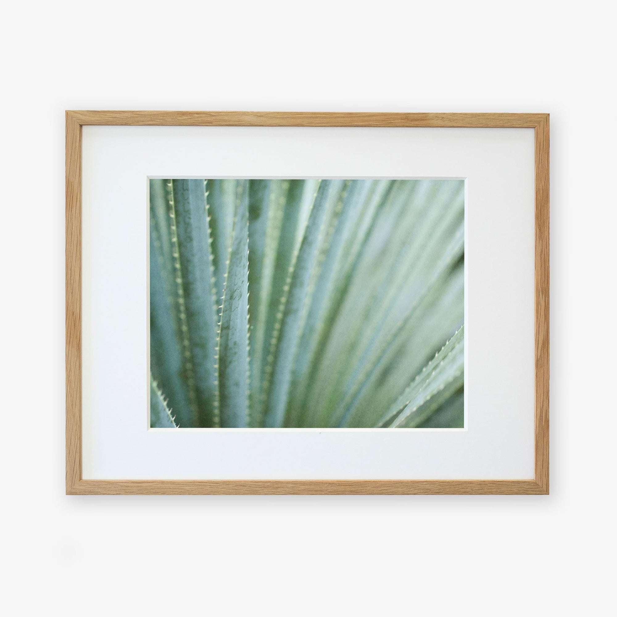 A framed photograph of close-up green agave plant leaves with sharp edges and pointed tips, displayed against a white background. The wooden frame is simple and light-colored. This desert plants photography is printed on Offley Green's Abstract Green Botanical Print, 'Strands and Spikes'.