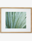 A framed photograph of close-up green agave plant leaves with sharp edges and pointed tips, displayed against a white background. The wooden frame is simple and light-colored. This desert plants photography is printed on Offley Green's Abstract Green Botanical Print, 'Strands and Spikes'.
