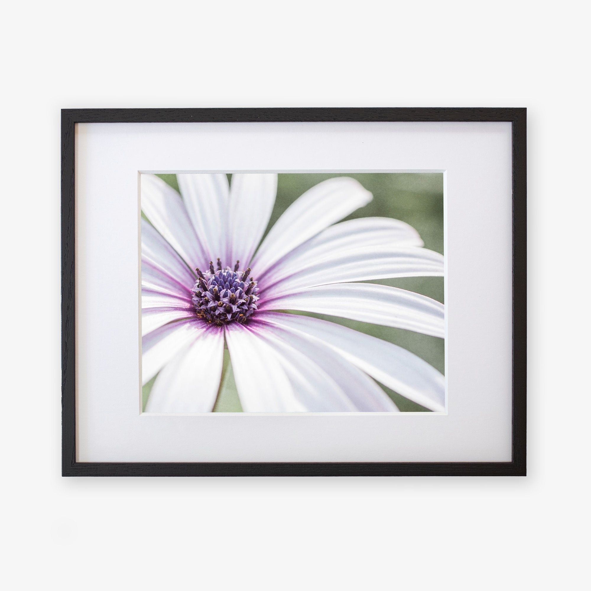 Framed photograph of a Large White Daisy Flower Print from Offley Green, &#39;Bed of Petals&#39;, printed on archival photographic paper, displayed against a simple white background.