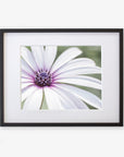 Framed photograph of a Large White Daisy Flower Print from Offley Green, 'Bed of Petals', printed on archival photographic paper, displayed against a simple white background.