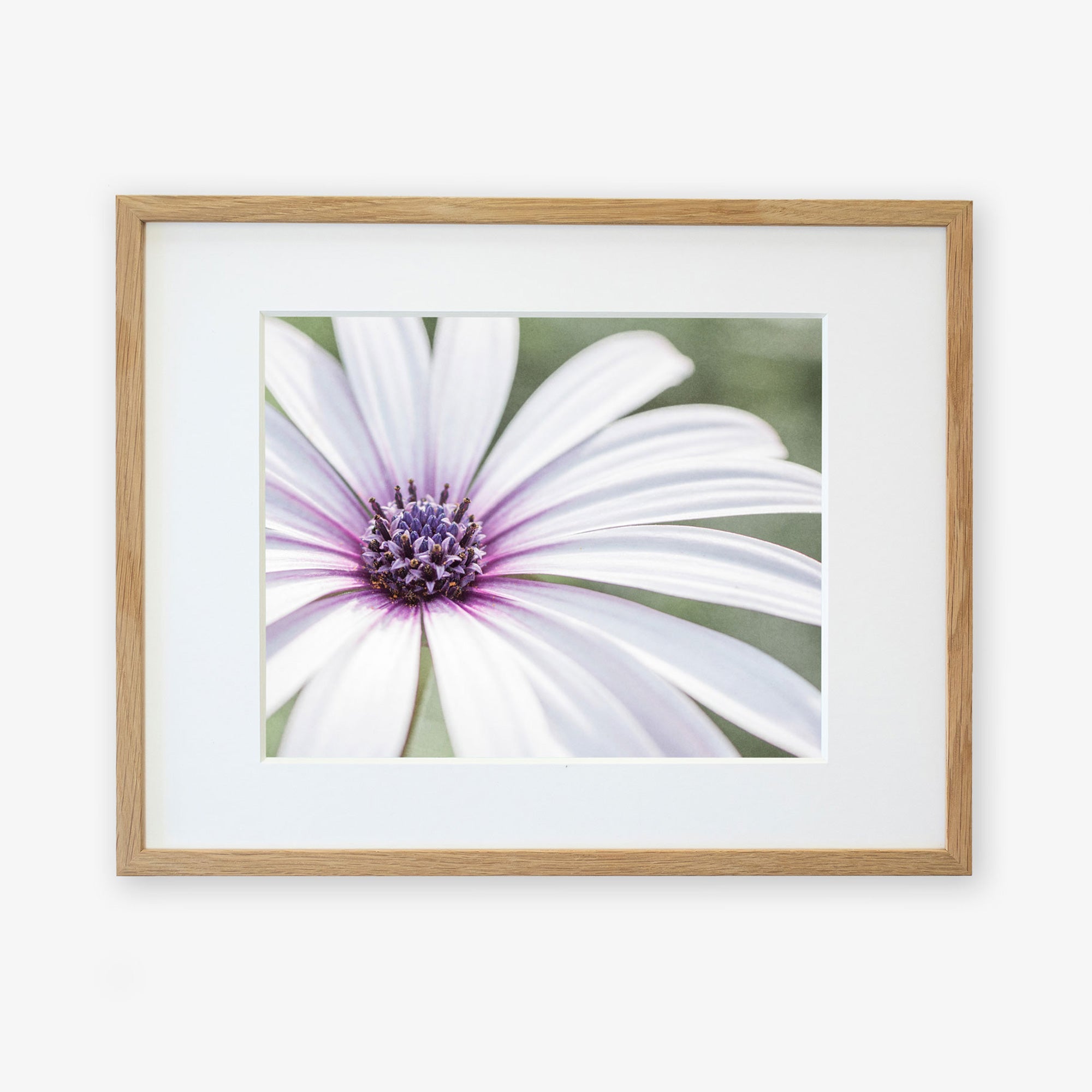 A framed photograph of a Large White Daisy Flower Print, 'Bed of Petals' by Offley Green, with long petals and a detailed, textured center, printed on archival photographic paper, displayed against a white background.