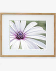 A framed photograph of a Large White Daisy Flower Print, 'Bed of Petals' by Offley Green, with long petals and a detailed, textured center, printed on archival photographic paper, displayed against a white background.