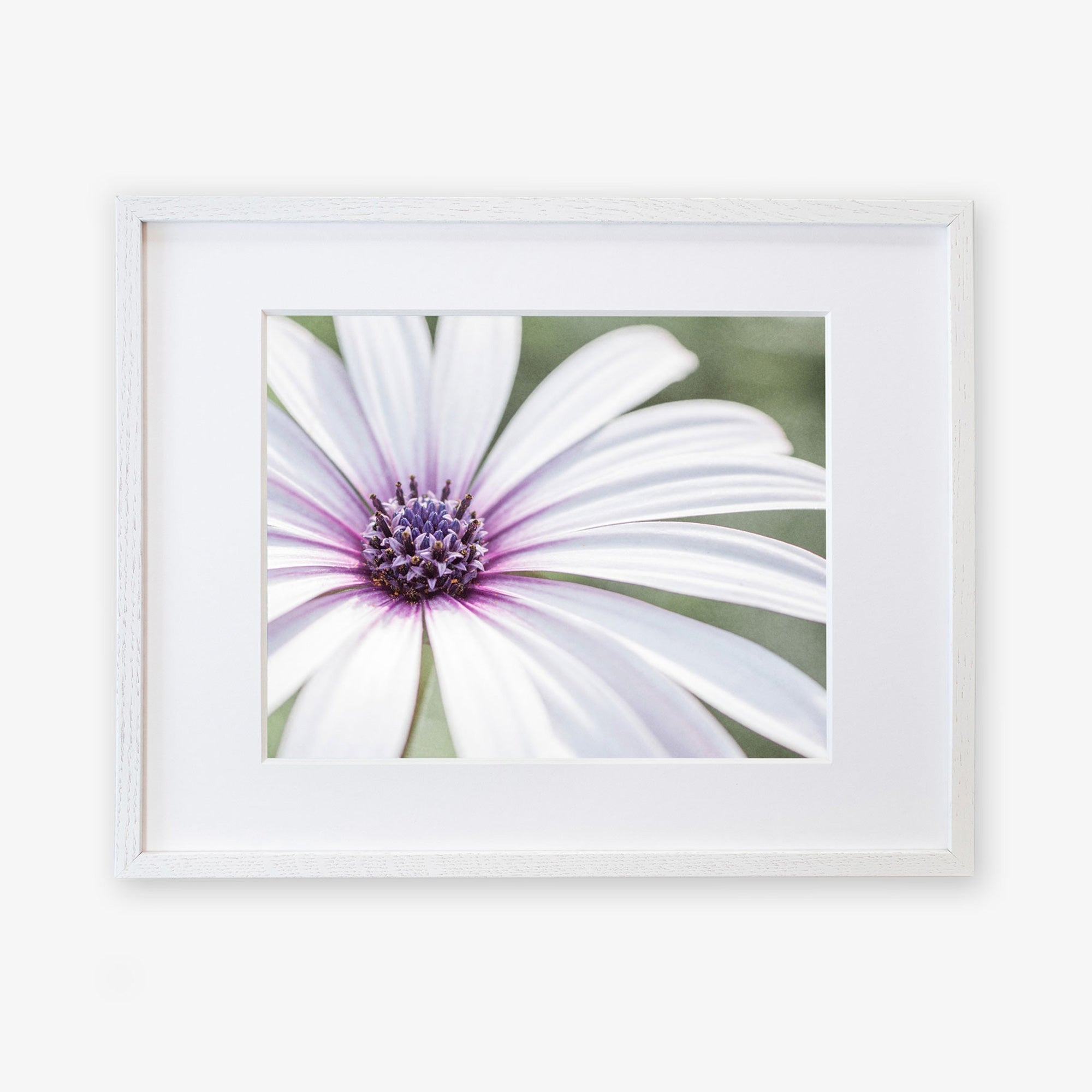 A close-up photo of a Large White Daisy Flower Print, &#39;Bed of Petals&#39; printed on archival photographic paper by Offley Green, highlighting its delicate petals and vibrant central cluster.