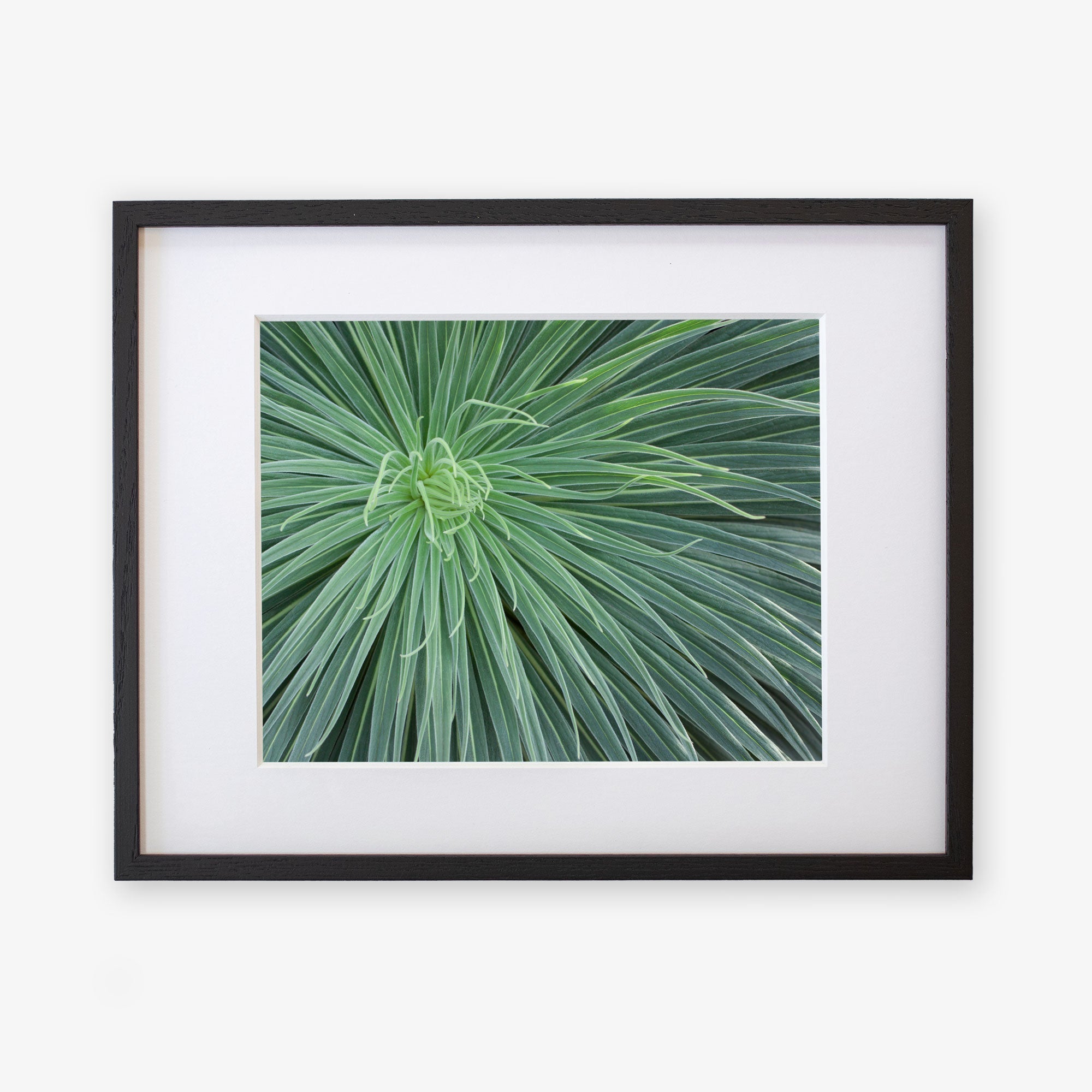 Black oak frame with matting