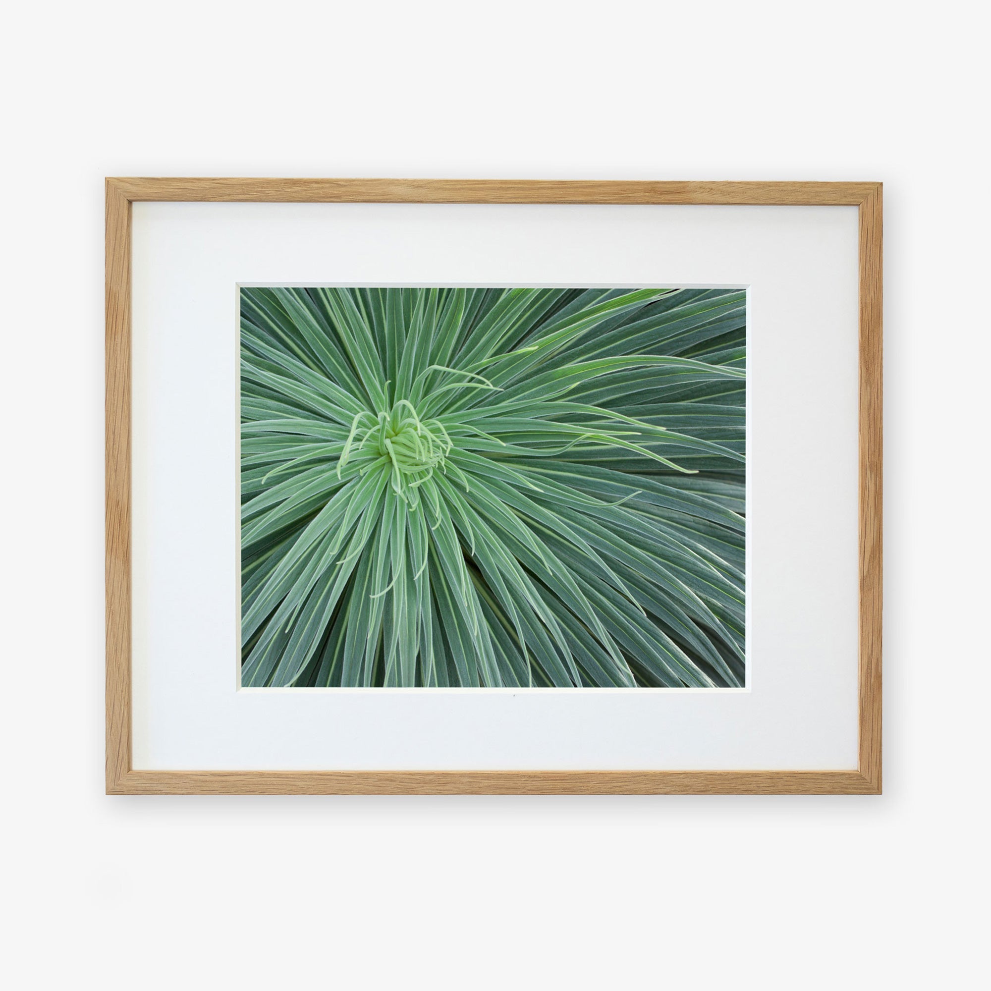 A framed photograph of an Abstract Green Botanical Print, 'Desert Fireworks' by Offley Green, showing close-up detail of its spiky leaves radiating from the center, mounted on archival photographic paper within a light wooden frame.