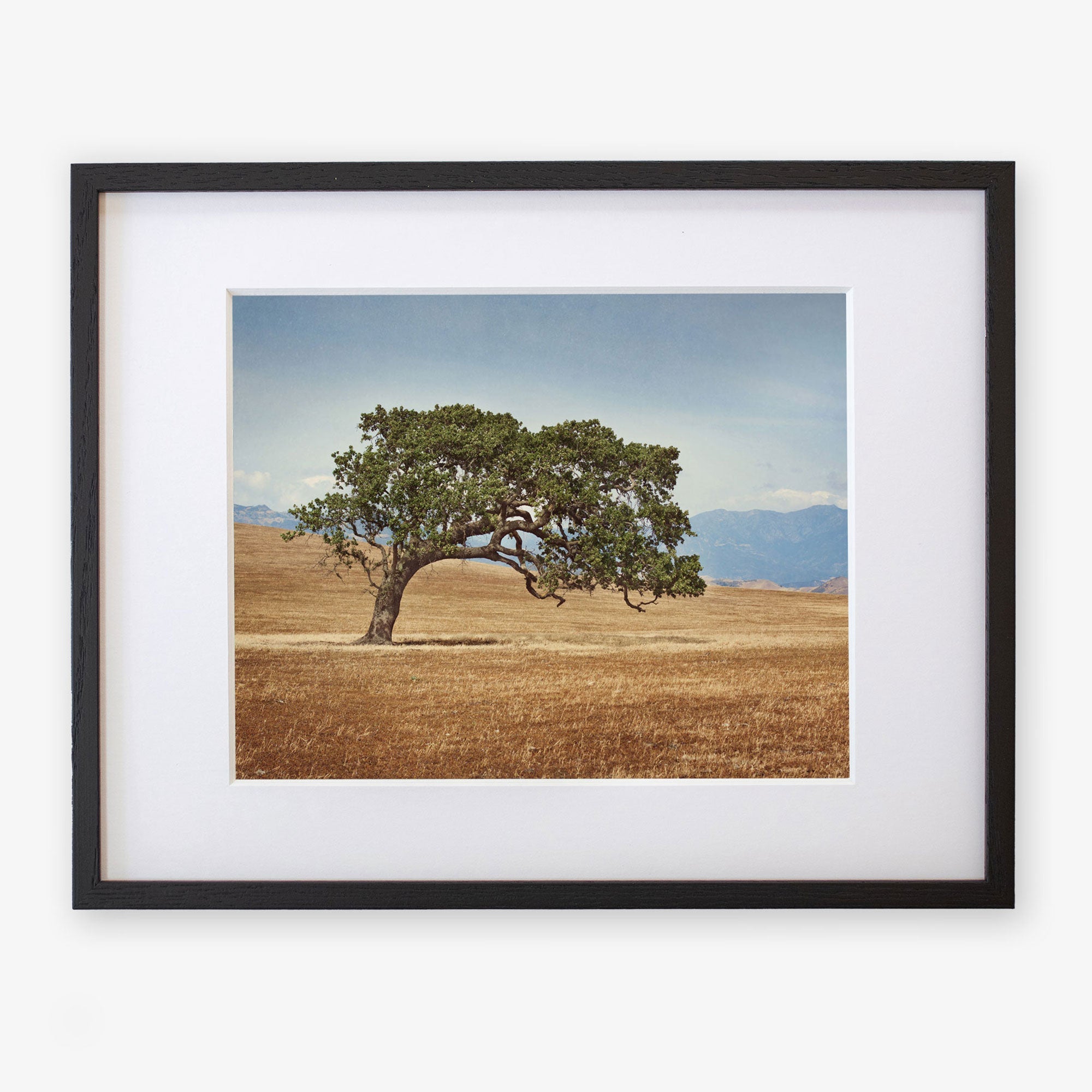 A framed photograph of a lone California Oak Tree Print, &#39;Windswept&#39; in a golden grassy field of the Santa Ynez Valley, with distant mountains partially visible in the background by Offley Green.