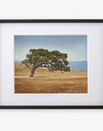 A framed photograph of a lone California Oak Tree Print, 'Windswept' in a golden grassy field of the Santa Ynez Valley, with distant mountains partially visible in the background by Offley Green.