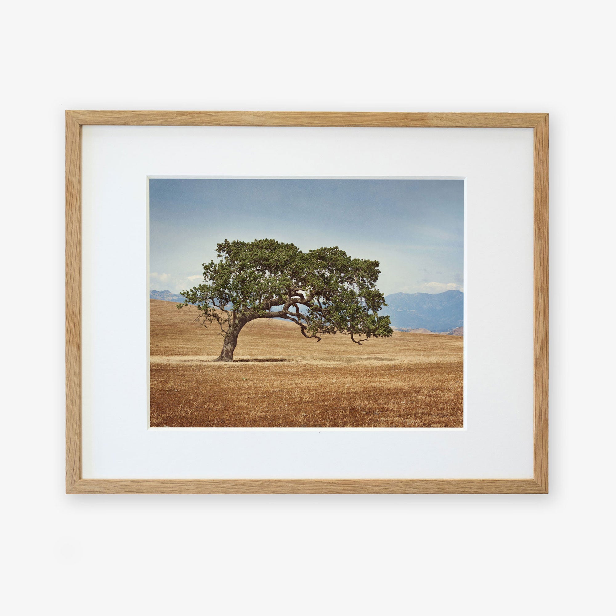 A framed Windswept California Oak Tree Print by Offley Green, featuring a solitary California Oak on a vast, brown grassy field in the Santa Ynez Valley with distant mountains under a clear sky, displayed in a light wooden frame against a white background.