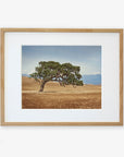A framed Windswept California Oak Tree Print by Offley Green, featuring a solitary California Oak on a vast, brown grassy field in the Santa Ynez Valley with distant mountains under a clear sky, displayed in a light wooden frame against a white background.