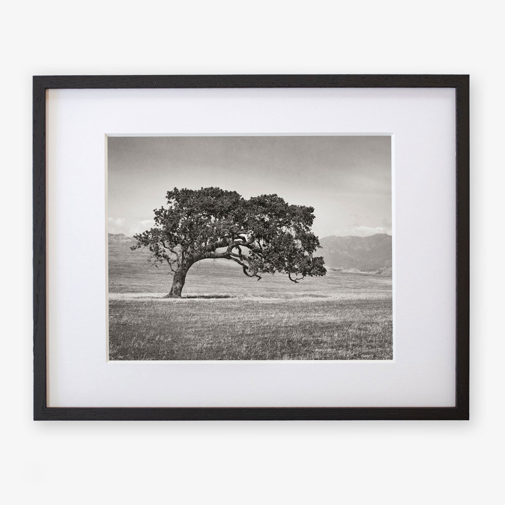 A black and white photograph of a solitary, windswept Californian Oak Tree landscape, framed in black and mounted with a white border, displayed in an elegant dark Offley Green frame.
