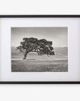 A black and white photograph of a solitary, windswept Californian Oak Tree landscape, framed in black and mounted with a white border, displayed in an elegant dark Offley Green frame.