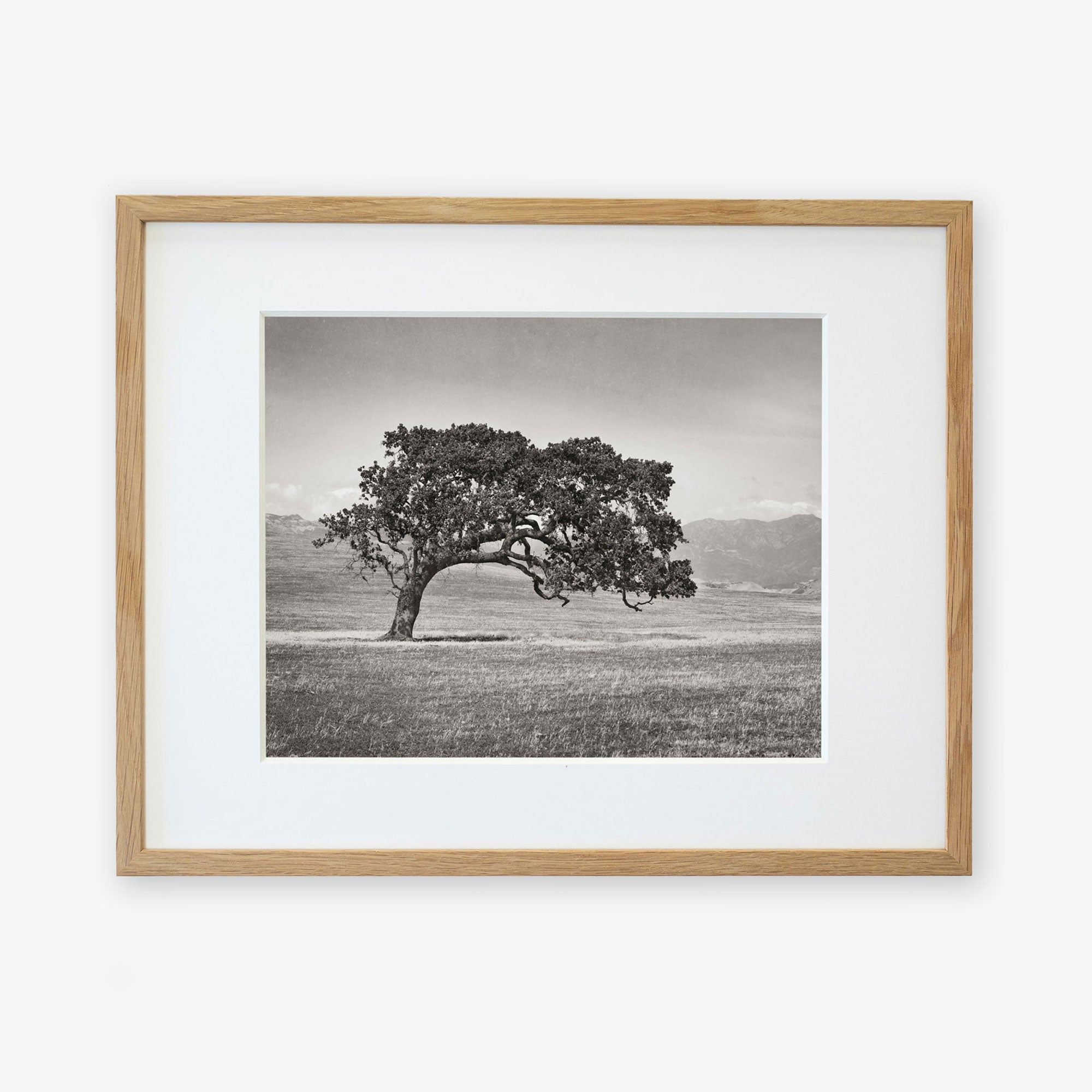 Black and white photograph of a solitary Offley Green &#39;Windswept (Black and White)&#39; Californian Oak Tree Landscape in a grassy field framed in a light wooden frame, hung on a white wall.