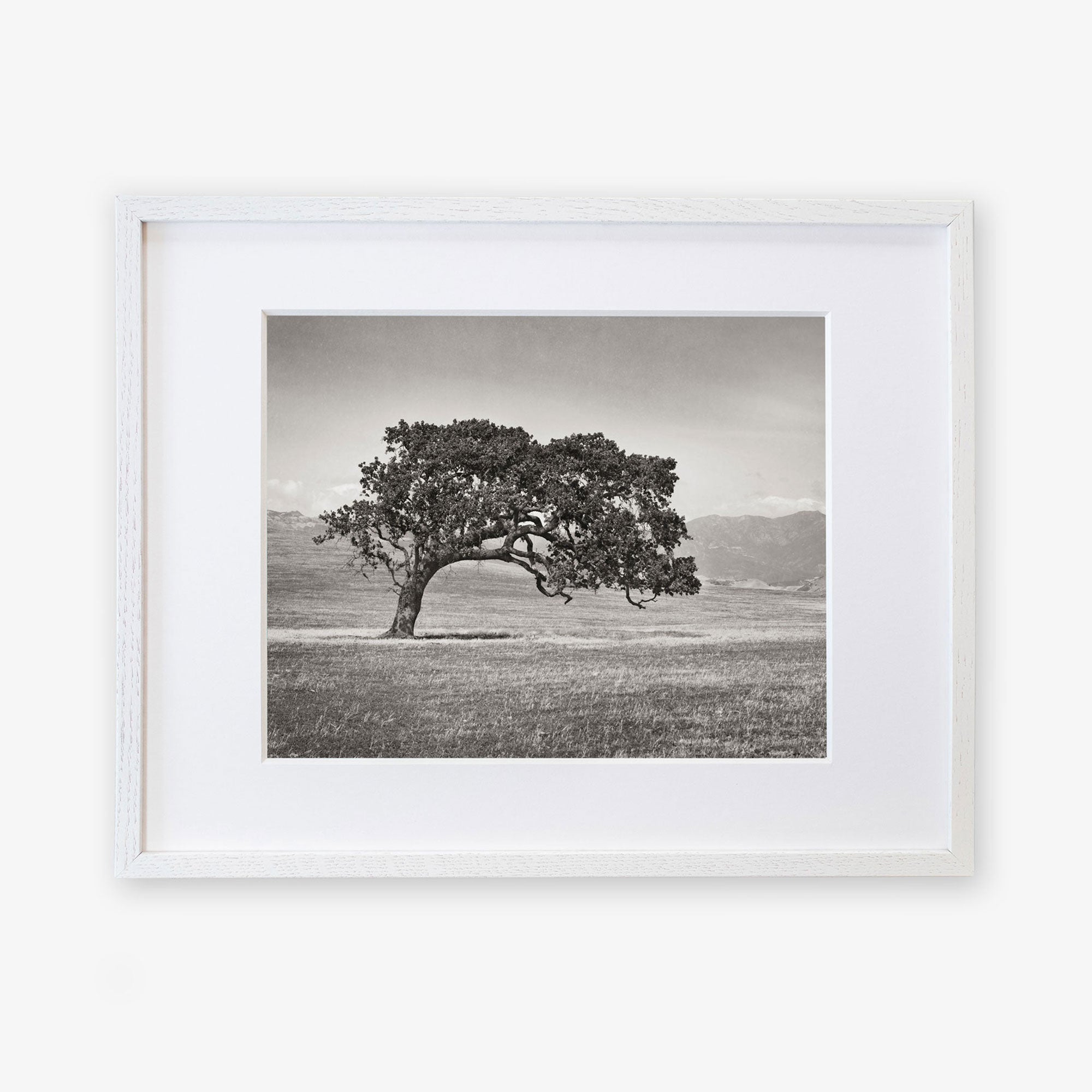 Californian Oak Tree Landscape, &#39;Windswept (Black and White)&#39;