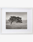 Californian Oak Tree Landscape, 'Windswept (Black and White)'