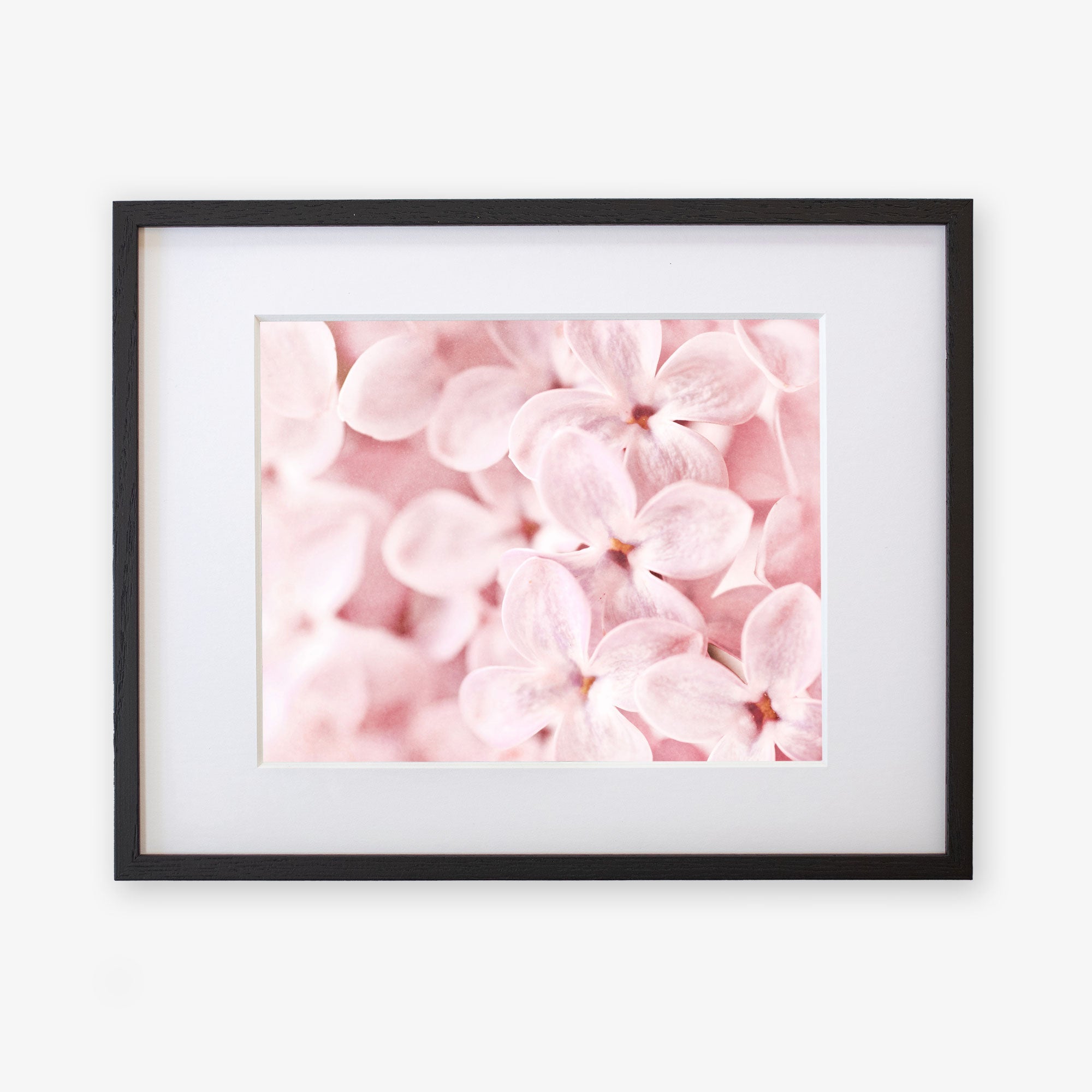 A framed photograph of Pink Botanical Print &#39;Bed of Lilacs&#39; flowers, displayed against a white background, printed on archival photographic paper by Offley Green.
