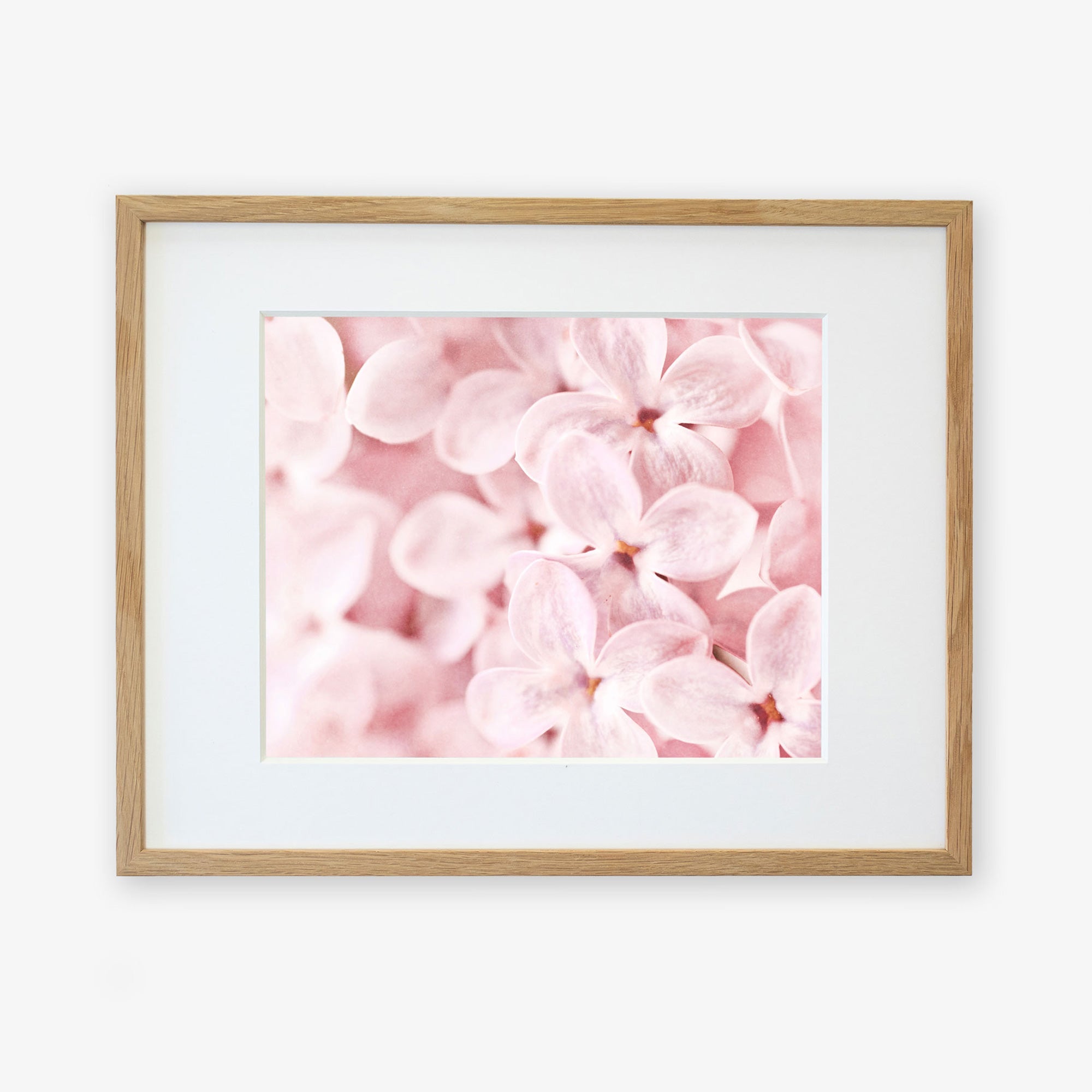 A framed Pink Botanical Print of close-up soft pink hydrangea flowers, printed on archival photographic paper and displayed with a white mat in a light wooden frame against a white background. Designed by Offley Green.