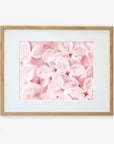 A framed Pink Botanical Print of close-up soft pink hydrangea flowers, printed on archival photographic paper and displayed with a white mat in a light wooden frame against a white background. Designed by Offley Green.