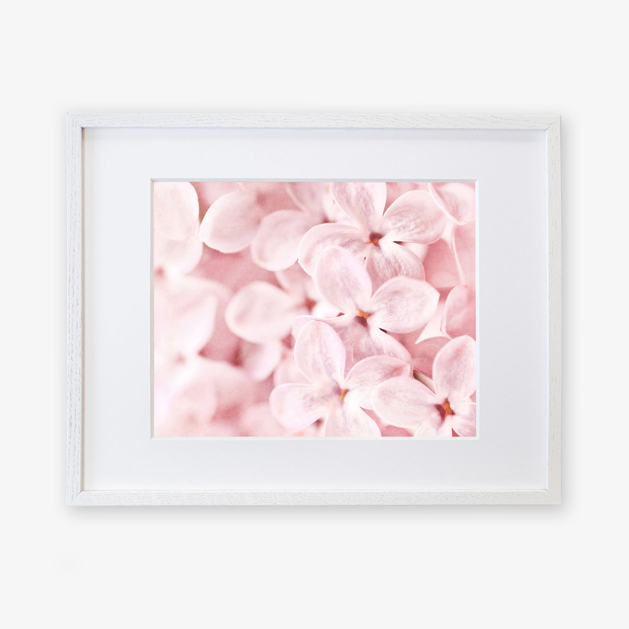 A framed photograph of soft pink lilac flowers, closely focused and filling the frame, printed on archival photographic paper and displayed in an elegant white frame against a pure white background from Offley Green&#39;s Pink Botanical Print, &#39;Bed of Lilacs&#39;.