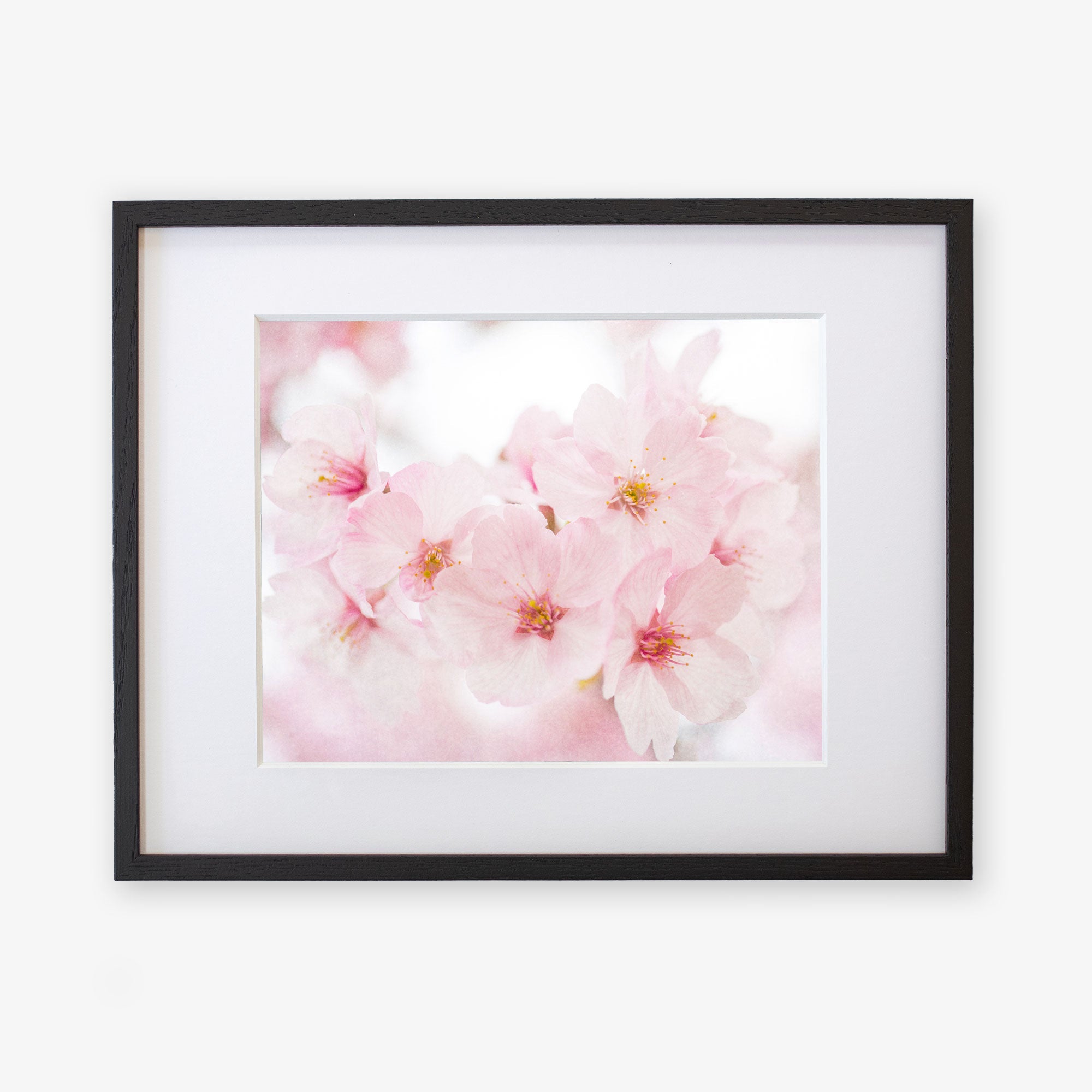 A framed Pink Flower Print of delicate pink cherry blossoms with visible stamens and petals, printed on archival photographic paper and hung on a white background by Offley Green.