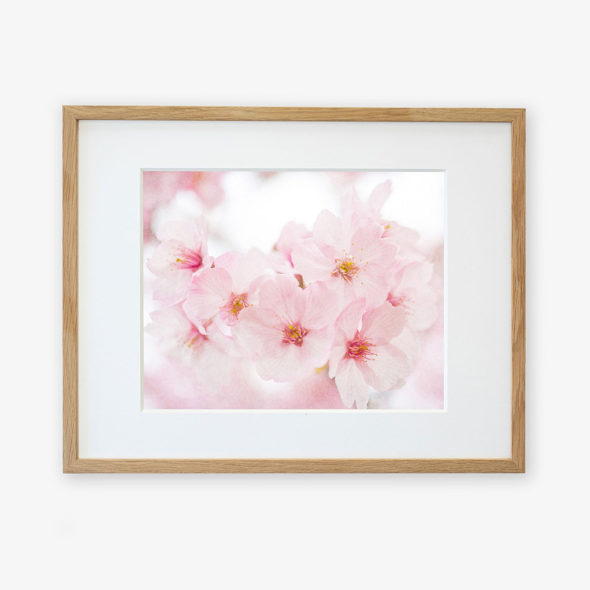 A framed photograph of delicate Pink Flower Print, &#39;Cherry Blossom&#39;, printed on archival photographic paper, with soft focus on shabby pink petals and visible stamens, set within a light wooden frame against a white background by Offley Green.