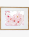 A framed photograph of delicate Pink Flower Print, 'Cherry Blossom', printed on archival photographic paper, with soft focus on shabby pink petals and visible stamens, set within a light wooden frame against a white background by Offley Green.