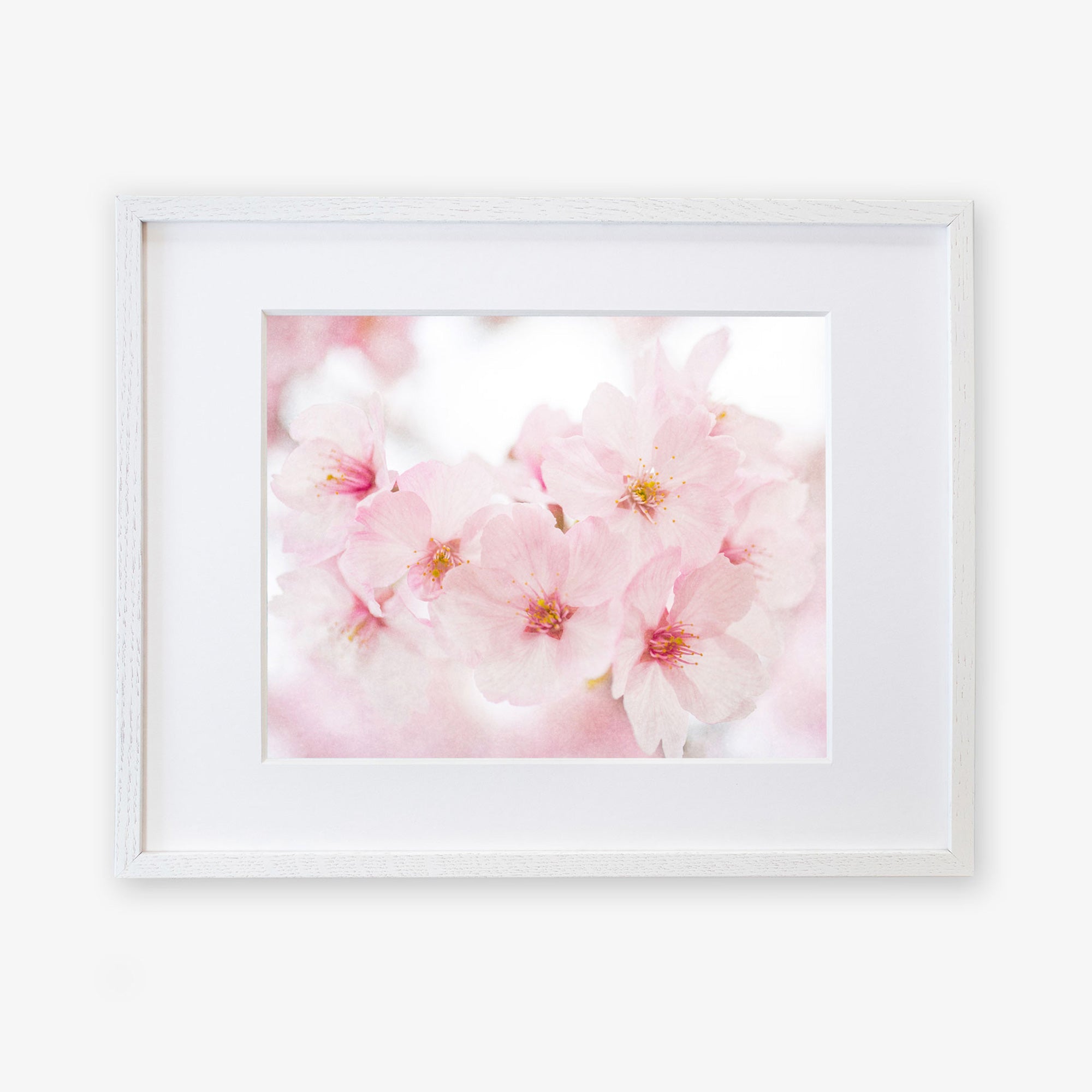 Offley Green's Pink Flower Print, 'Cherry Blossom', displayed in a simple white frame against a white wall, printed on archival photographic paper.