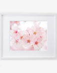 Offley Green's Pink Flower Print, 'Cherry Blossom', displayed in a simple white frame against a white wall, printed on archival photographic paper.