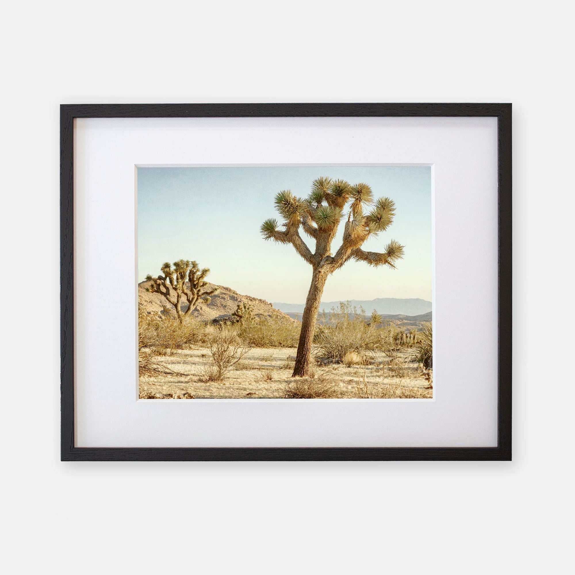 An unframed photograph of a Joshua Tree in a desert landscape with sparse vegetation and distant hills, under a clear sky, printed on archival photographic paper - Offley Green&#39;s Joshua Tree Print, &#39;Mighty Joshua&#39;.