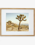 A framed print of a 'Mighty Joshua' in a dry desert landscape, displayed against a white background. The frame is simple and wooden, complementing the natural scene.