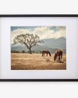 Framed rustic print of two horses grazing under a large tree in a golden field in Santa Ynez Valley, with a mountain range in the background, 'Santa Ynez Horses' by Offley Green.