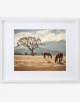 Framed image of two horses grazing under a broad tree in a golden field in Santa Ynez Valley with distant misty mountains under a light cloudy sky - Rustic Print of Horses in a Field, 'Santa Ynez Horses' by Offley Green.