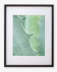 Close-up photograph of a Green Botanical Print, 'Aloe Vera Spikes II' by Offley Green, printed on archival photographic paper, against a white background.