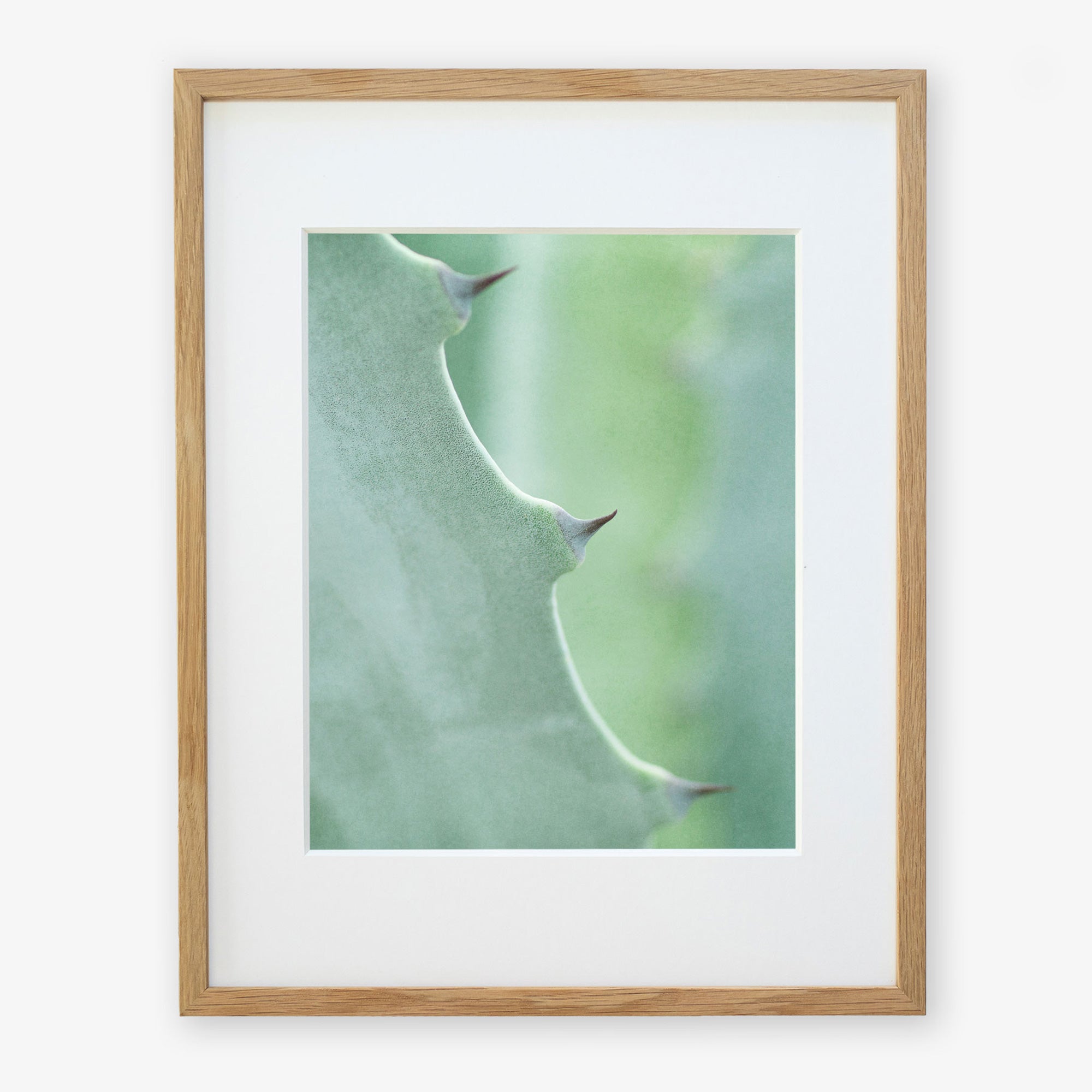 A close-up photo of an Offley Green &#39;Aloe Vera Spikes II&#39; print, focusing on its green surface and sharp thorns, printed on archival photographic paper against a white background.