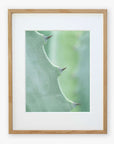 A close-up photo of an Offley Green 'Aloe Vera Spikes II' print, focusing on its green surface and sharp thorns, printed on archival photographic paper against a white background.