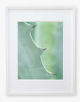 A close-up photo of a Green Botanical Print, 'Aloe Vera Spikes II' from Offley Green, showing sharp thorns and green texture, framed in a simple white border, mounted on archival photographic paper.