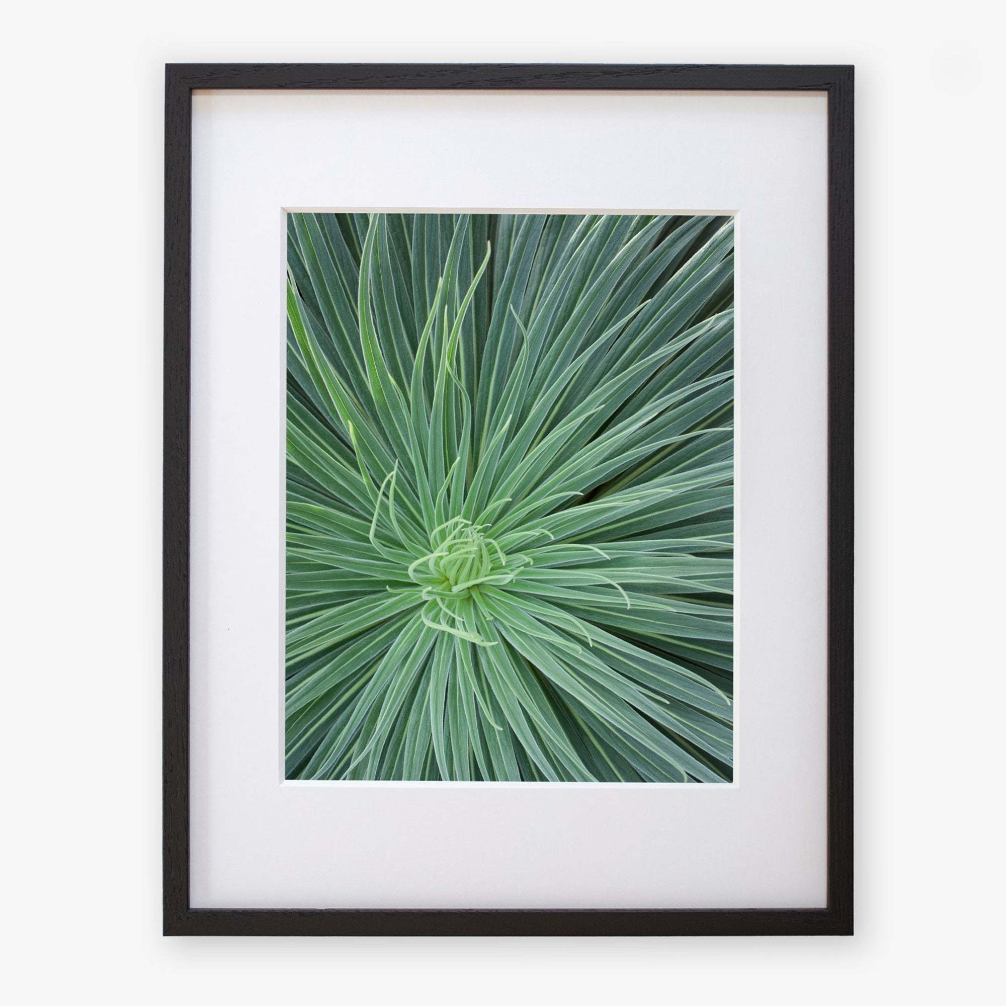A framed photograph of Offley Green&#39;s &#39;Desert Fireworks II&#39; green botanical wall art, printed on archival photographic paper and displayed against a white background. The frame is black with a thin white mat.