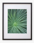 A framed photograph of Offley Green's 'Desert Fireworks II' green botanical wall art, printed on archival photographic paper and displayed against a white background. The frame is black with a thin white mat.