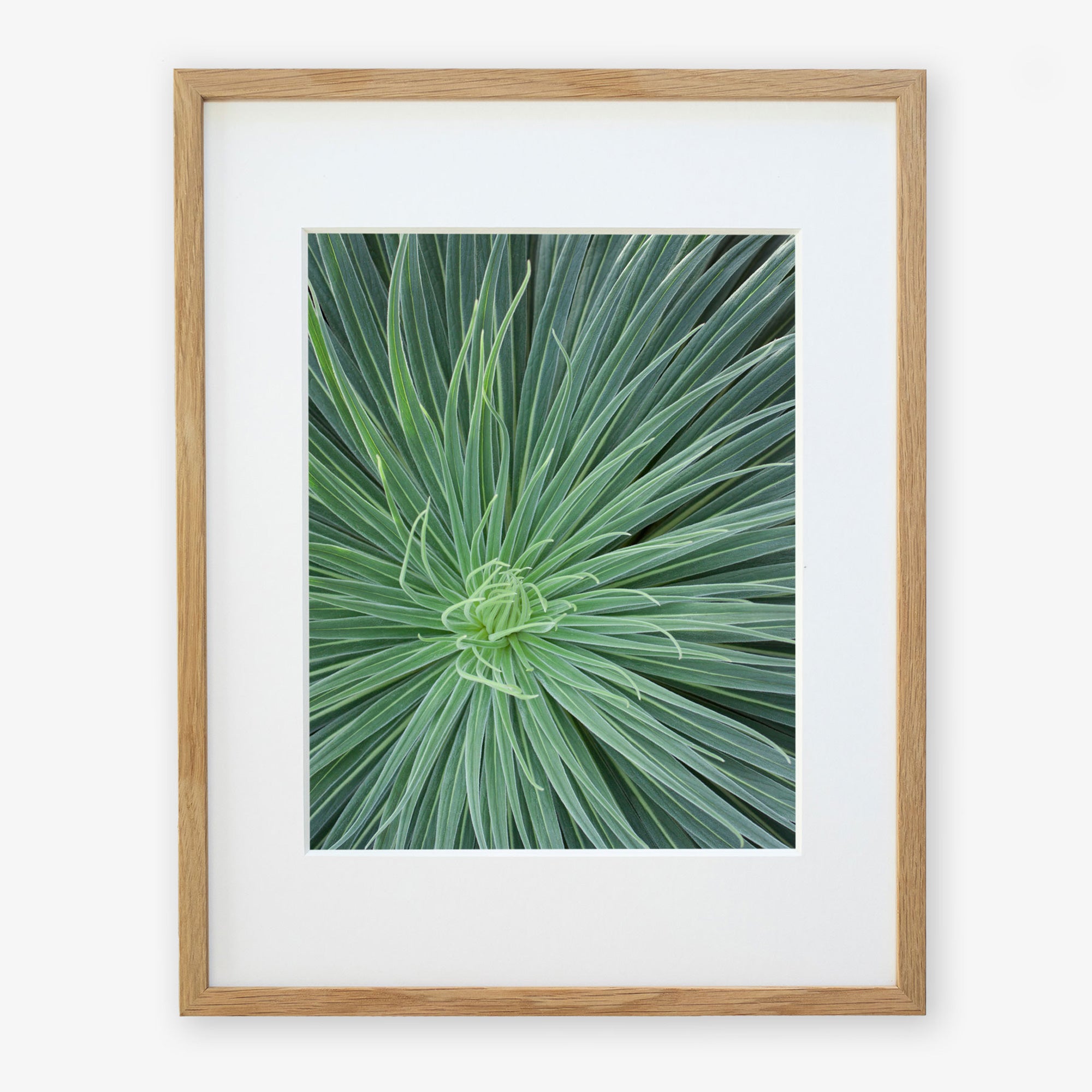 A framed photograph of the Offley Green &#39;Desert Fireworks II&#39; green succulent desert plant with long, thin leaves radiating from the center, displayed against a white background within a light wooden frame.