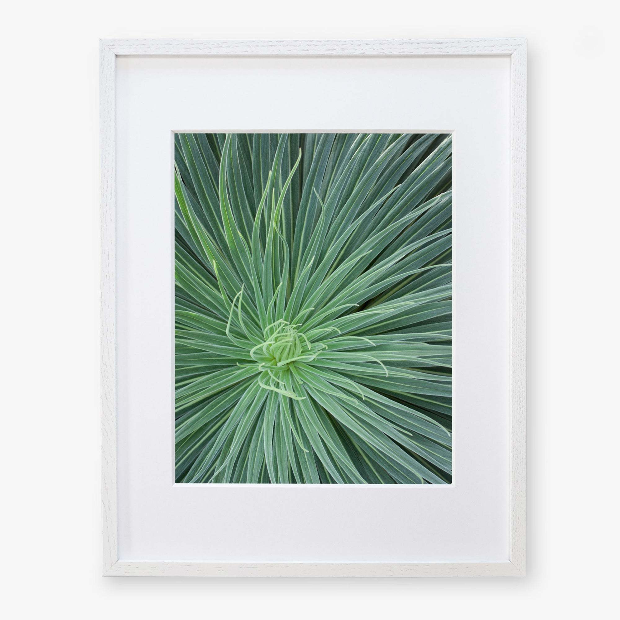 Framed photograph of Offley Green&#39;s Green Botanical Wall Art &#39;Desert Fireworks II&#39;, a green, spiky desert plant with long, thin leaves radiating from its center, displayed against a white background, encased in a white frame.
