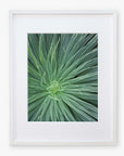 Framed photograph of Offley Green's Green Botanical Wall Art 'Desert Fireworks II', a green, spiky desert plant with long, thin leaves radiating from its center, displayed against a white background, encased in a white frame.