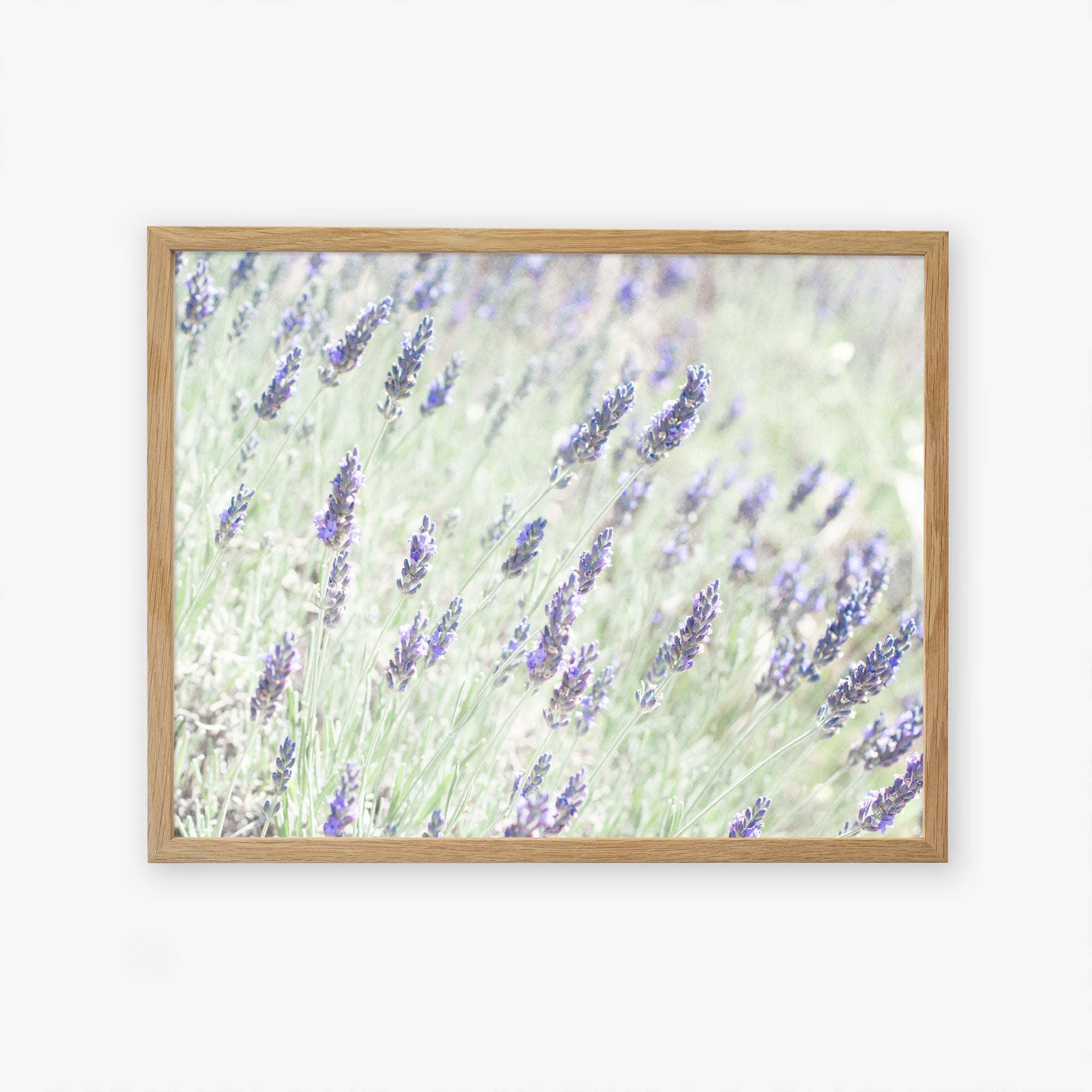 A framed photograph of a Floral Purple Print, &#39;Lavender for LaLa&#39; by Offley Green, with vibrant purple and green hues standing out against a pale background, printed on archival photographic paper and mounted on a white wall.