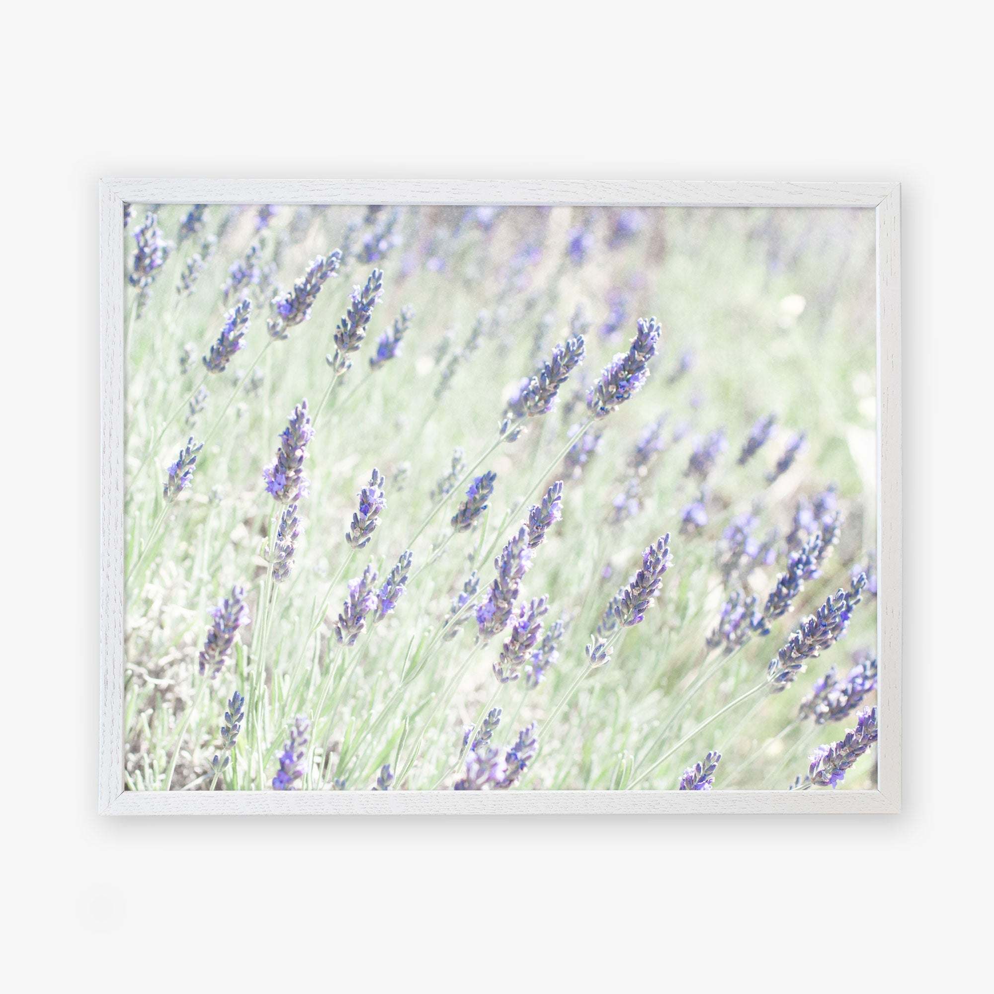 A framed photograph displaying a soft-focus view of a Floral Purple Print, &#39;Lavender for LaLa&#39; with vibrant purple blooms and green foliage, printed on archival photographic paper. The background is gently blurred. (Offley Green)