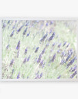 A framed photograph displaying a soft-focus view of a Floral Purple Print, 'Lavender for LaLa' with vibrant purple blooms and green foliage, printed on archival photographic paper. The background is gently blurred. (Offley Green)