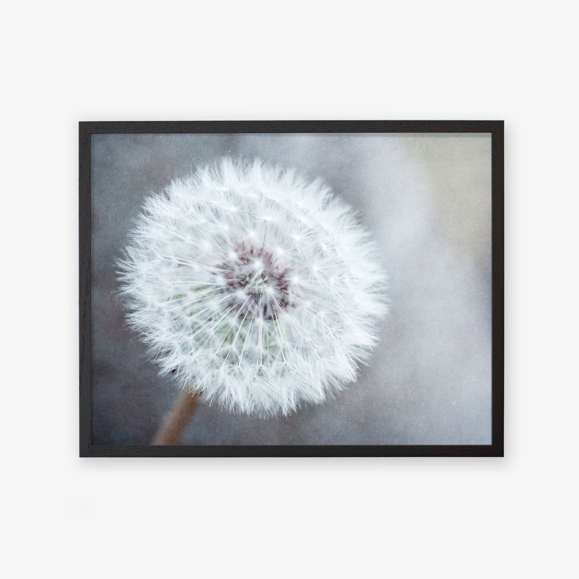 Close-up of a Neutral Grey Floral Print, &#39;Dandelion King&#39; by Offley Green printed on archival photographic paper in a black frame against a blurred background, showcasing its delicate white filaments and seeds.