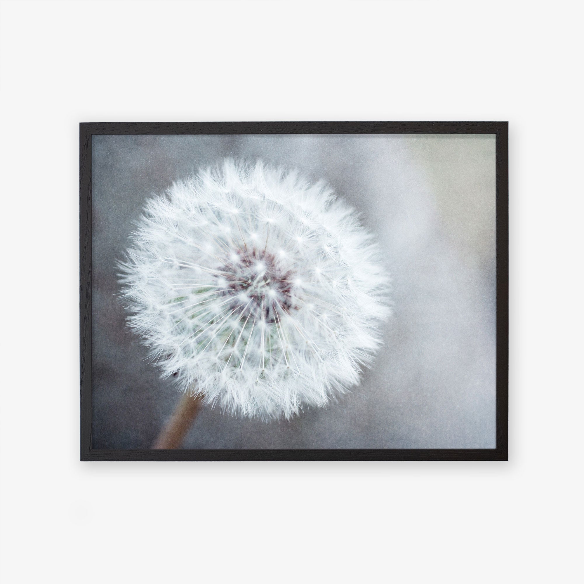 Grey Floral Wall Art, 'Dandelion King' Unframed Print – Offley Green