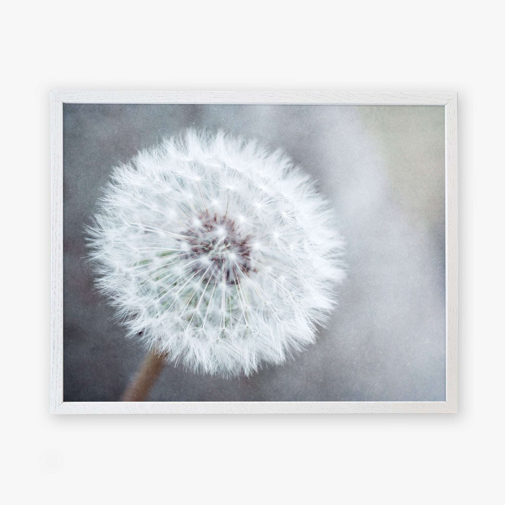 Grey Floral Wall Art, 'Dandelion King' Unframed Print