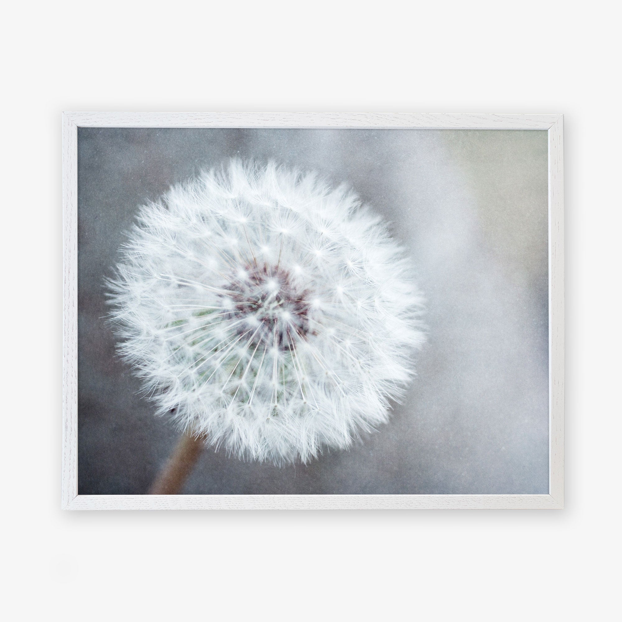 A framed photograph of a Neutral Grey Floral Print, &#39;Dandelion King&#39; showcasing its delicate white filaments, produced on archival photographic paper, against a softly focused grey background by Offley Green.
